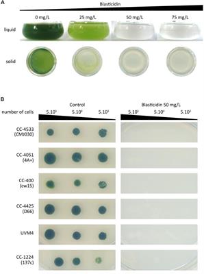 Blasticidin S Deaminase: A New Efficient Selectable Marker for Chlamydomonas reinhardtii